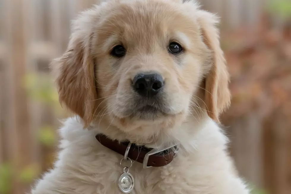 Amazing Puppy Rescue on Busy Freeway After Scary Crash [VIDEO]