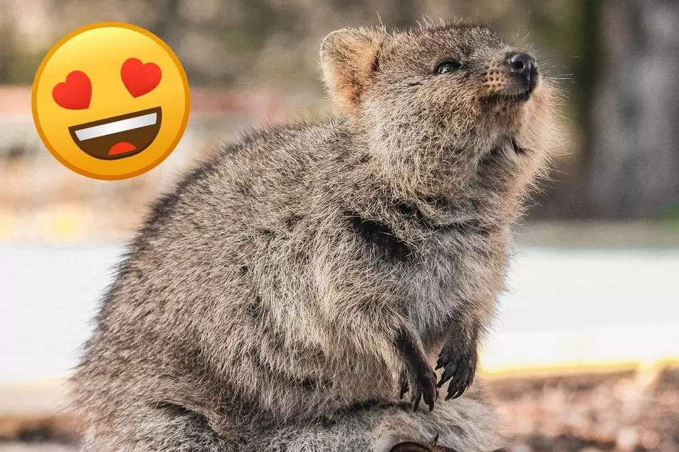 Why the Quokka Is the Cutest Animal in the World (VIDEO)
