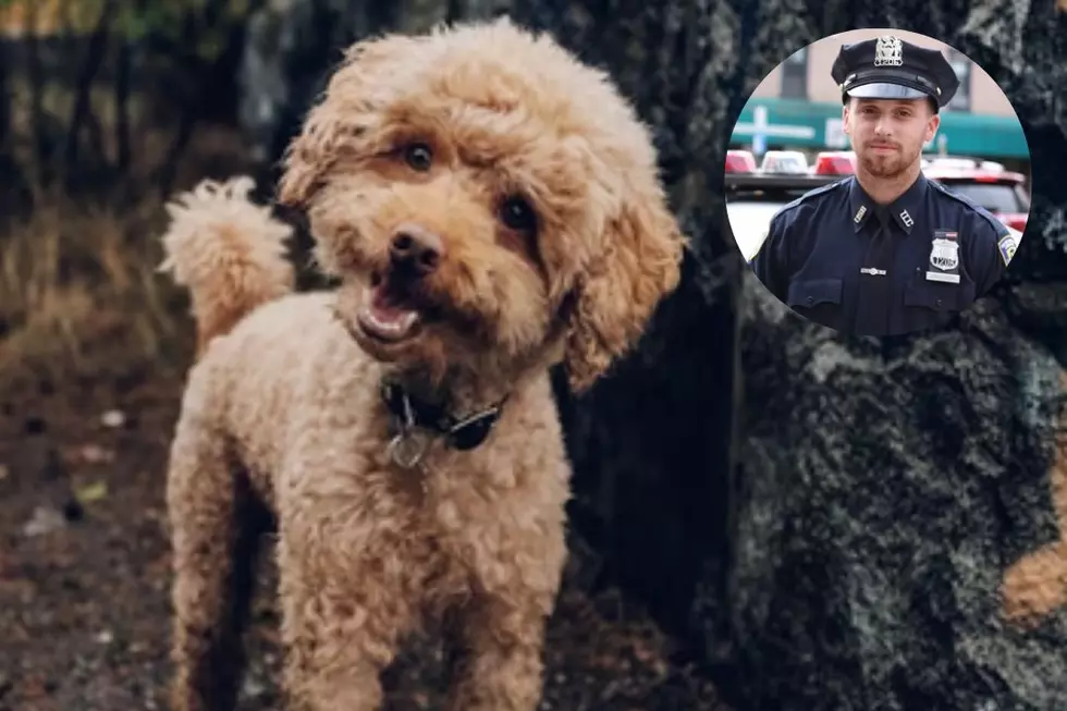 Nosy Neighbor Slammed for Wasting Police Resources After Calling Cops on Couple Who Let Their Dog Go to the Bathroom on Their Own Patio