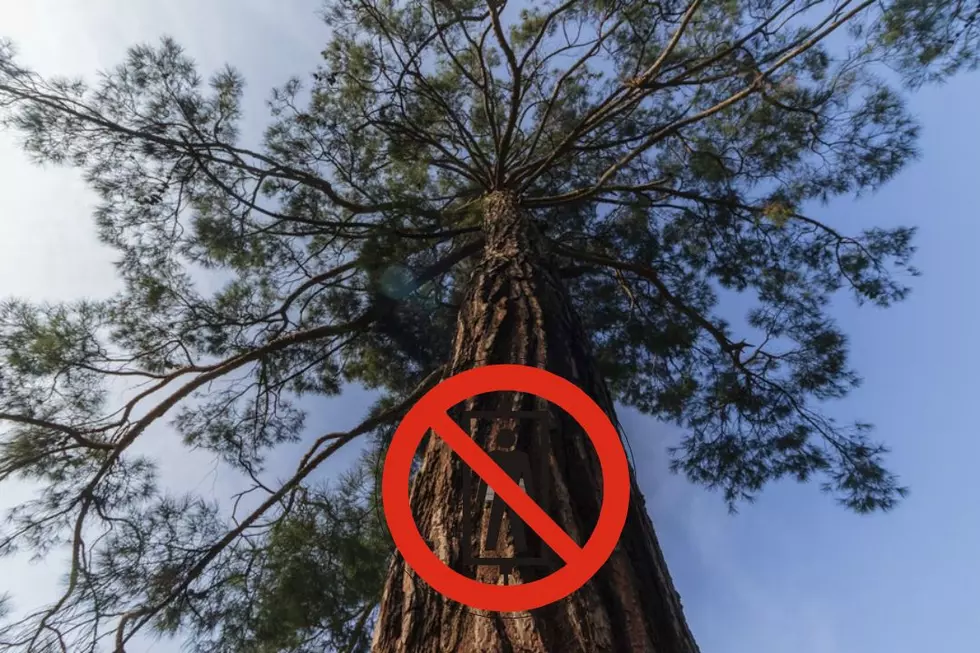 Beware: World&#8217;s Tallest Living Tree Visitors Could Be Fined $5,000