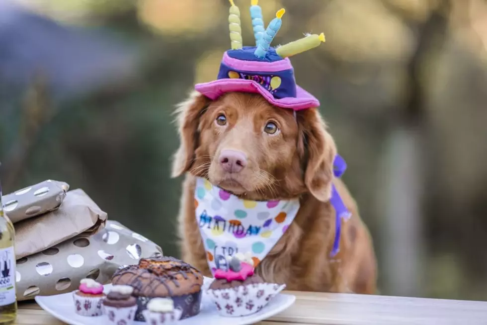 Woman Roasted for ‘Ridiculous’ Gift Requests for Dog’s Birthday: ‘Or Just Send Him Money’