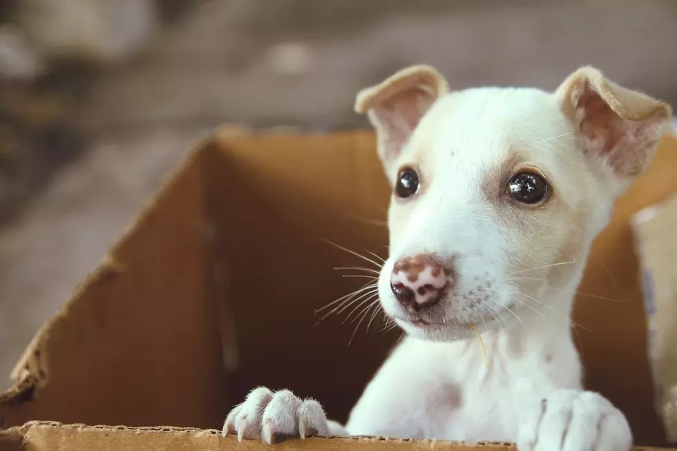 Little Boy Abandons Puppy in Box With Heartbreaking Note — But He Has a Good Reason