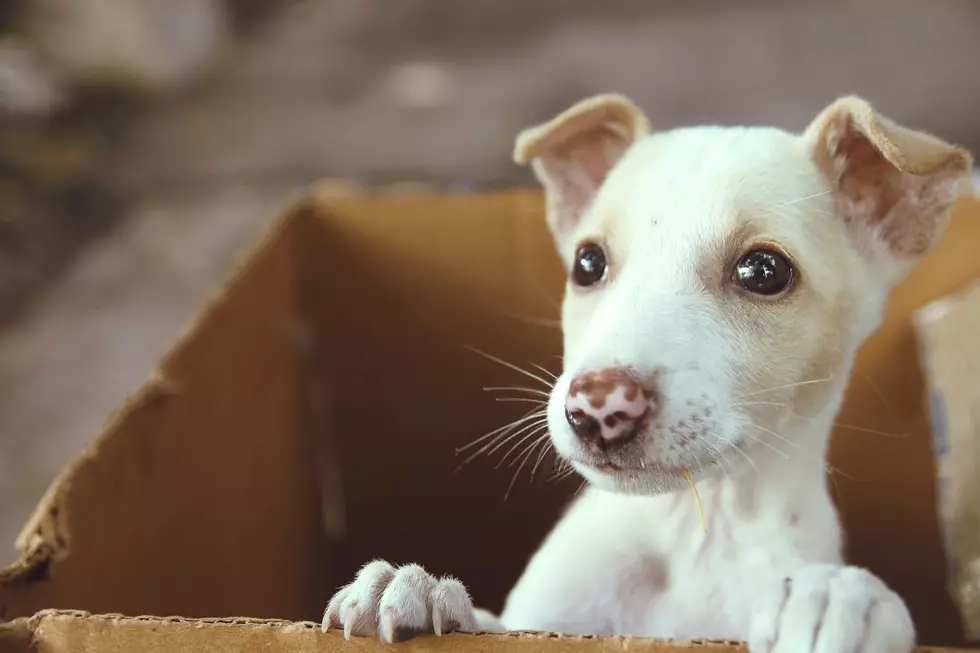 Bangor Humane Society Is Hosting A ‘Pop-Up Puppy’ Event Today