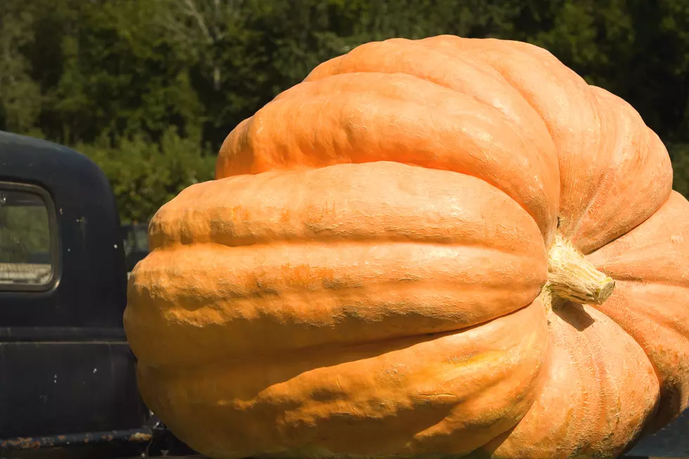 Illinois Woman Scores 3rd Place with 1600lb Pumpkin in Giant Pumpkin Contest