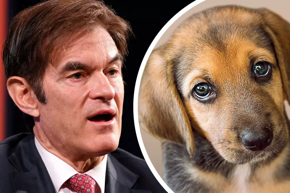 Dr. Oz Puppygate Scandal Explained: Did Dr. Oz Kill Puppies?