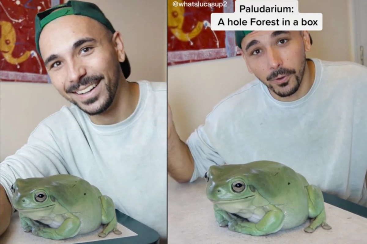 Is the Giant TikTok Frog Real?
