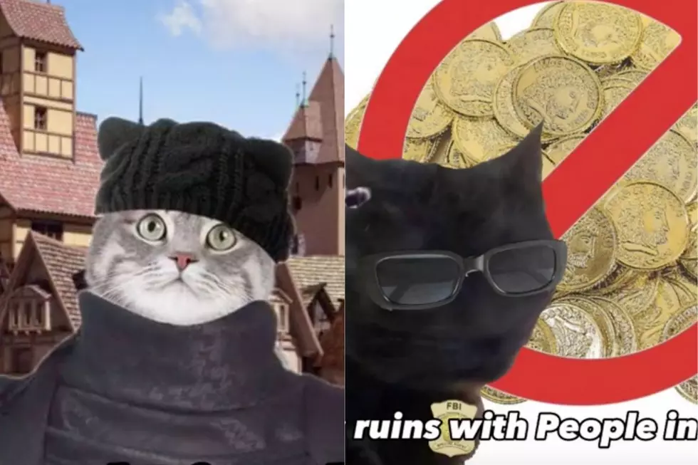 What Are Dabloons? Cats Rule TikTok&#8217;s New Viral Craze