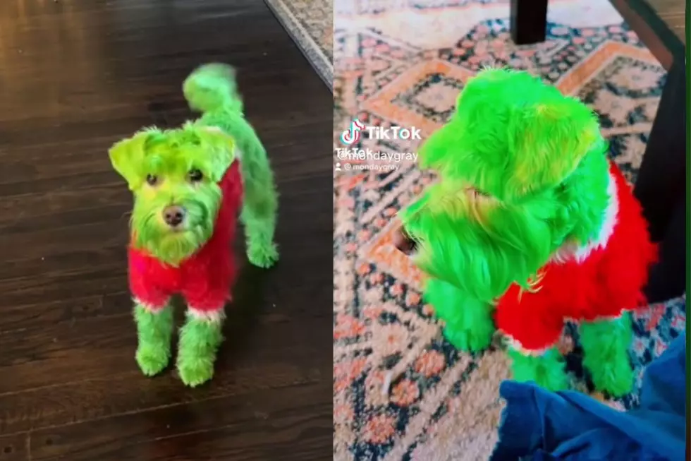 Pet Owner Accused of &#8216;Animal Abuse&#8217; After Dyeing Dog&#8217;s Hair Green to Look Like the Grinch: WATCH