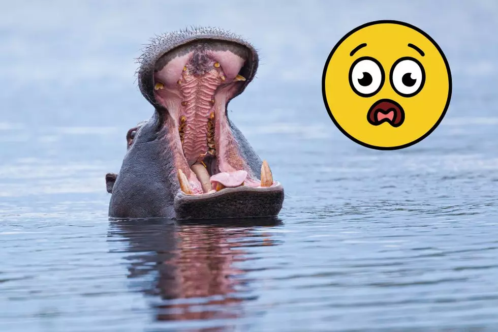 Hippo Swallows 2-Year-Old Boy Whole, Spits Him Back Out Alive