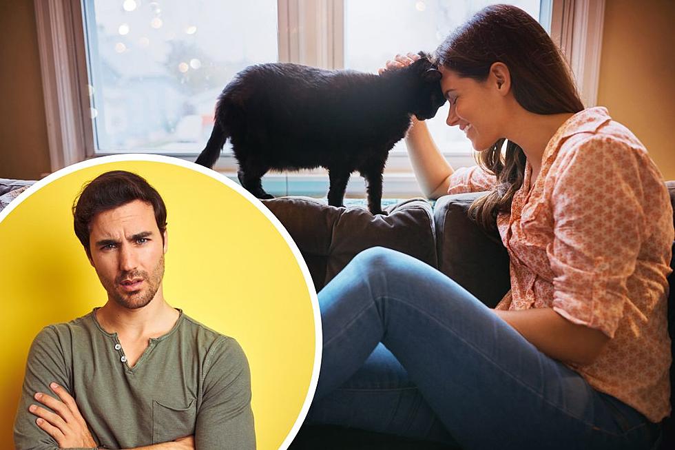 Reddit Blasts &#8216;Heartless&#8217; Man Who Insists Girlfriend Give Her Pet Cats to Shelter so She Can Live With Him
