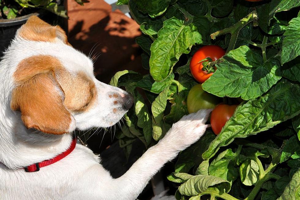 Woman Doesn&#8217;t Care if &#8216;Entitled&#8217; Friend&#8217;s Dog Dies After Eating Food from Her Garden