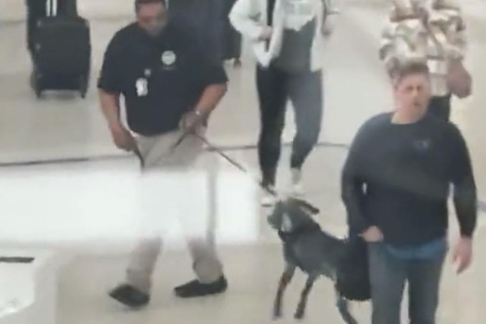 TSA Agent Slammed for ‘Aggressively’ Yanking Bomb-Sniffing Dog in Viral Video