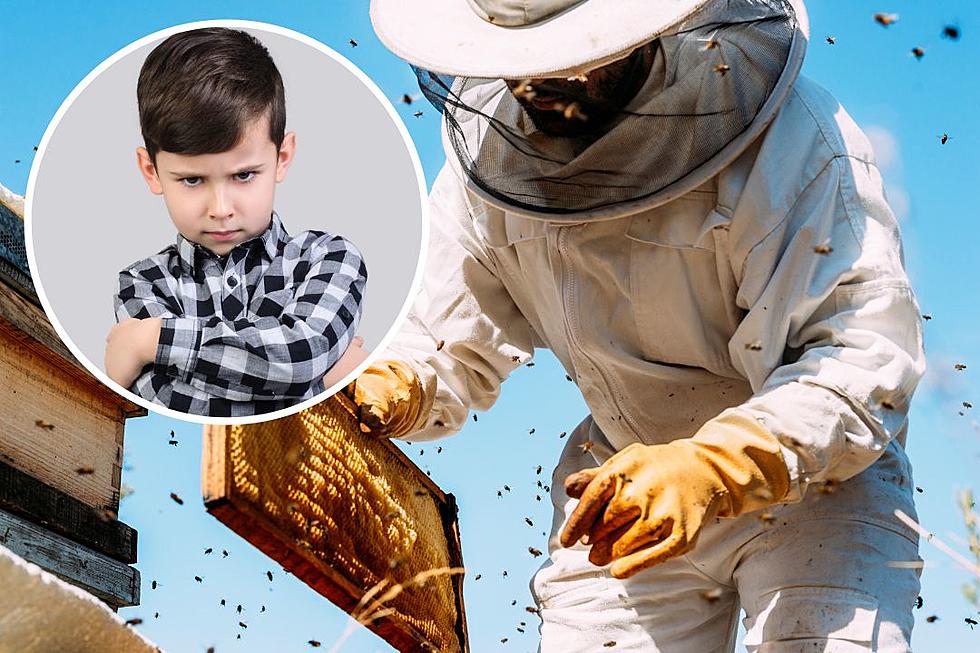 Man Refuses to Get Rid of Bee Colony Despite Nephew’s Allergy: ‘I Get That the Kid Could Die’