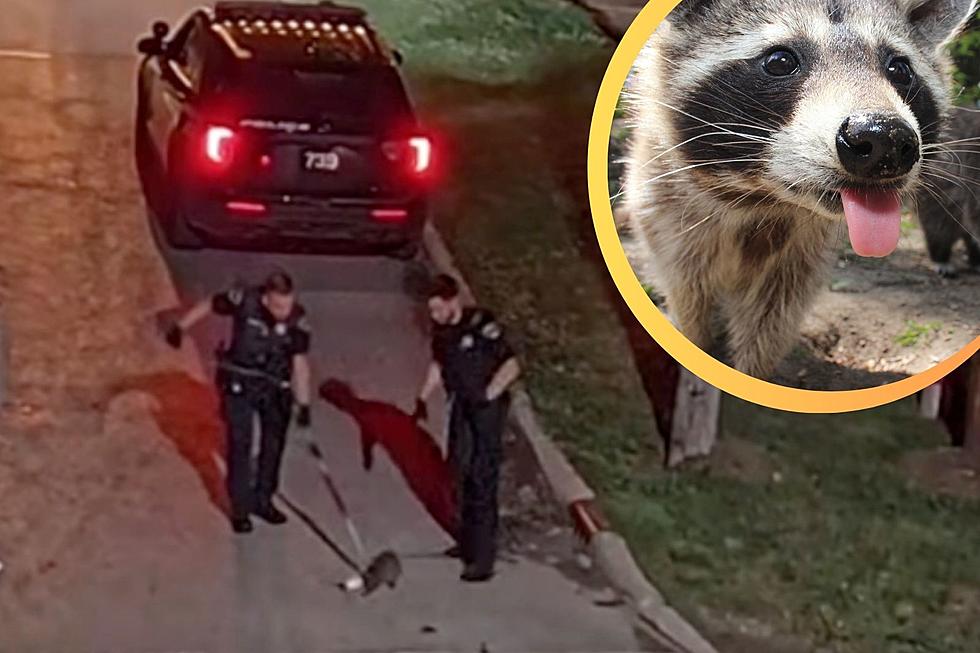 Ohio Police Triumphantly Save Raccoon With Head Stuck in Mayo Jar