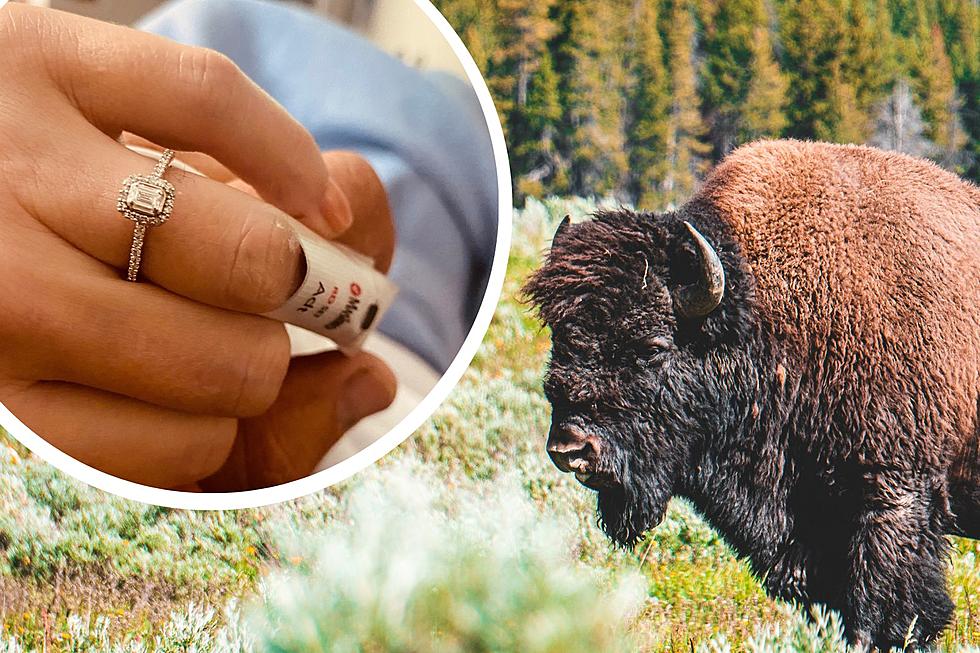 Yellowstone Bison Attack Survivor Says 'Yes' To Hospital Proposal