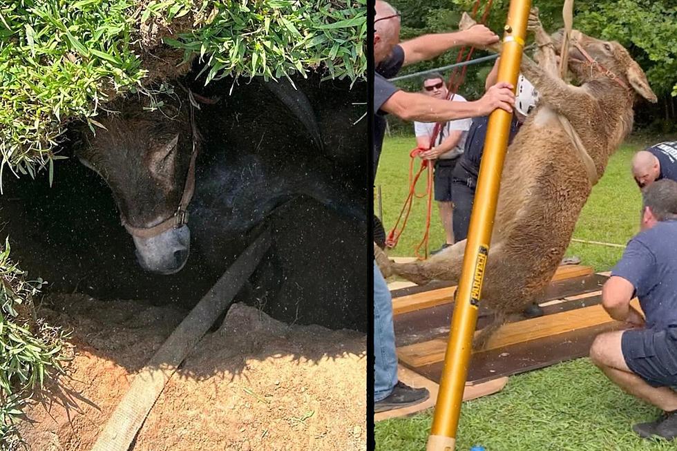North Carolina Fire Departments Make Daring Donkey Rescue