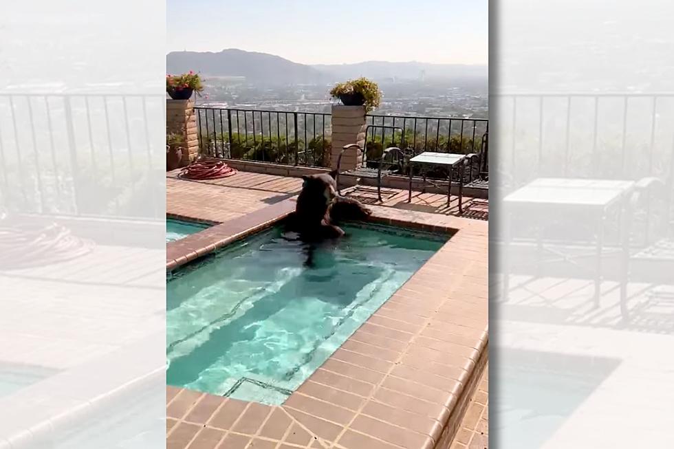 Chill Bear Taking Dip In California Pool Is Our Summer 2023 Vibe