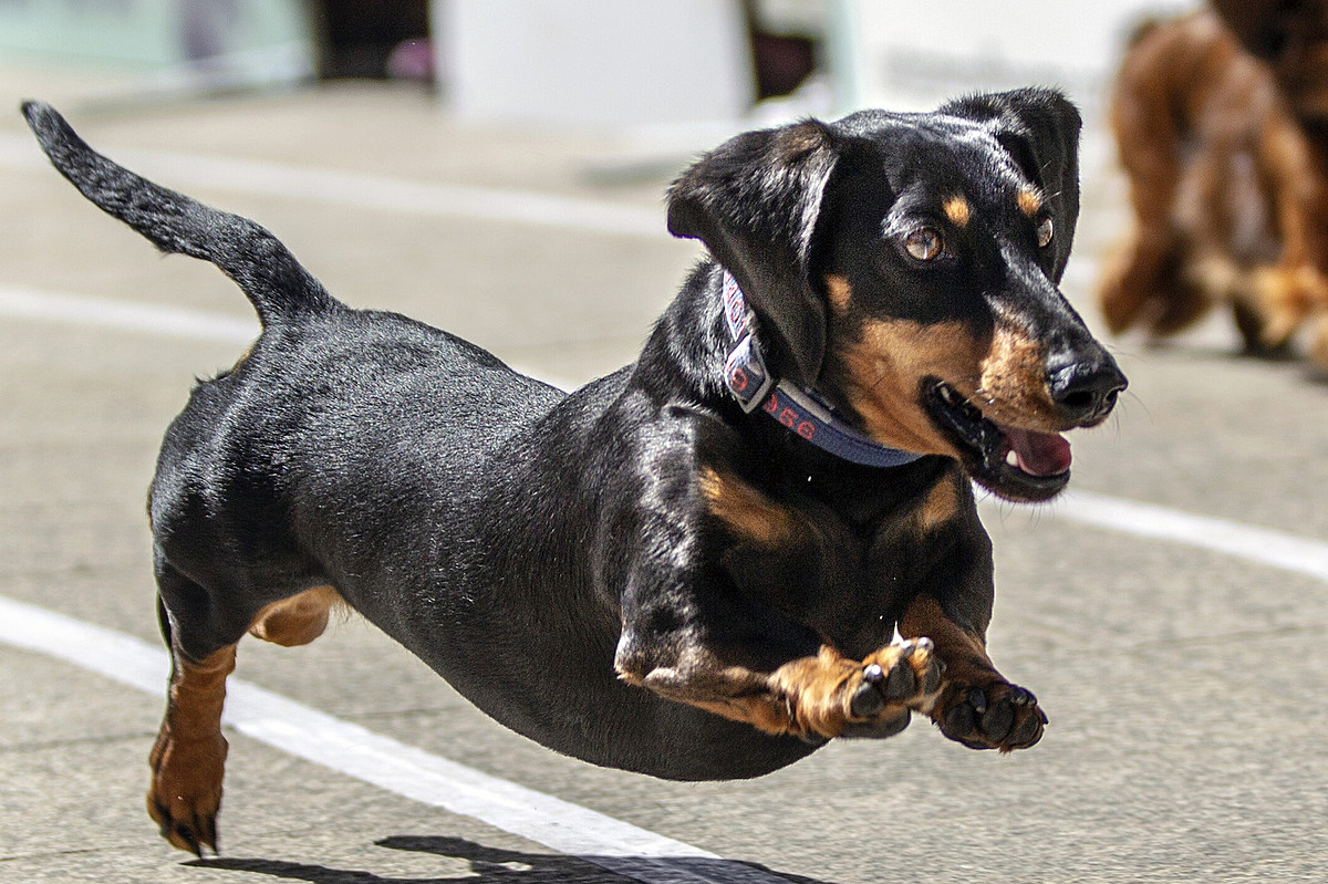 'Fastest Wiener In The West' Crowned At Wiener Nationals