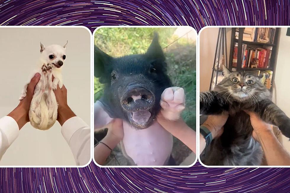 TikTok Trend Is Spinning Animals To Taylor Swift, But Is It Safe?