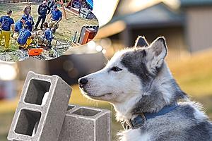 Curious Husky Heroically Rescued From Cinder Block in Washington