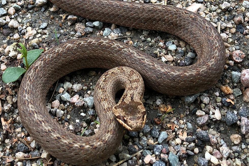 FedEx Driver Kills &#8216;Anaconda-Sized&#8217; Snake While Delivering Package: &#8216;Sorry About the Blood&#8217; (VIDEO)