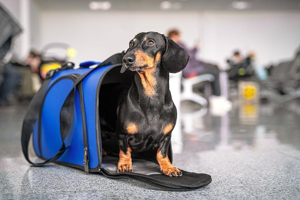 Dog Abandoned at Airport After Owner Realizes They Need Crate 