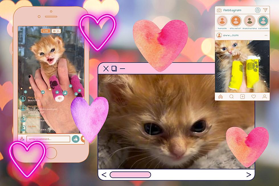 Remembering Tater Tot, The Internet&#8217;s Tiny Kitten Obsession