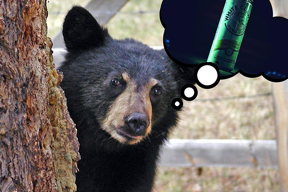 Three-Legged Bear Bursts Into House, Steals White Claw Seltzer