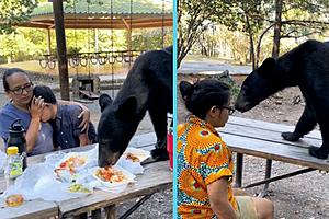 Family Remains Frozen as Bear Devours Picnic Inches From Their...