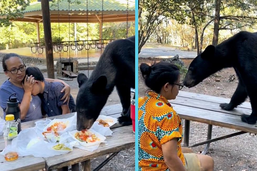 Family Remains Frozen as Bear Devours Picnic Inches From Their Faces: WATCH