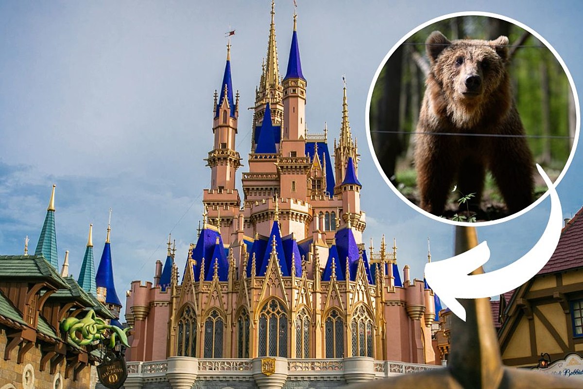 A black bear in Walt Disney World temporarily shut down parts of