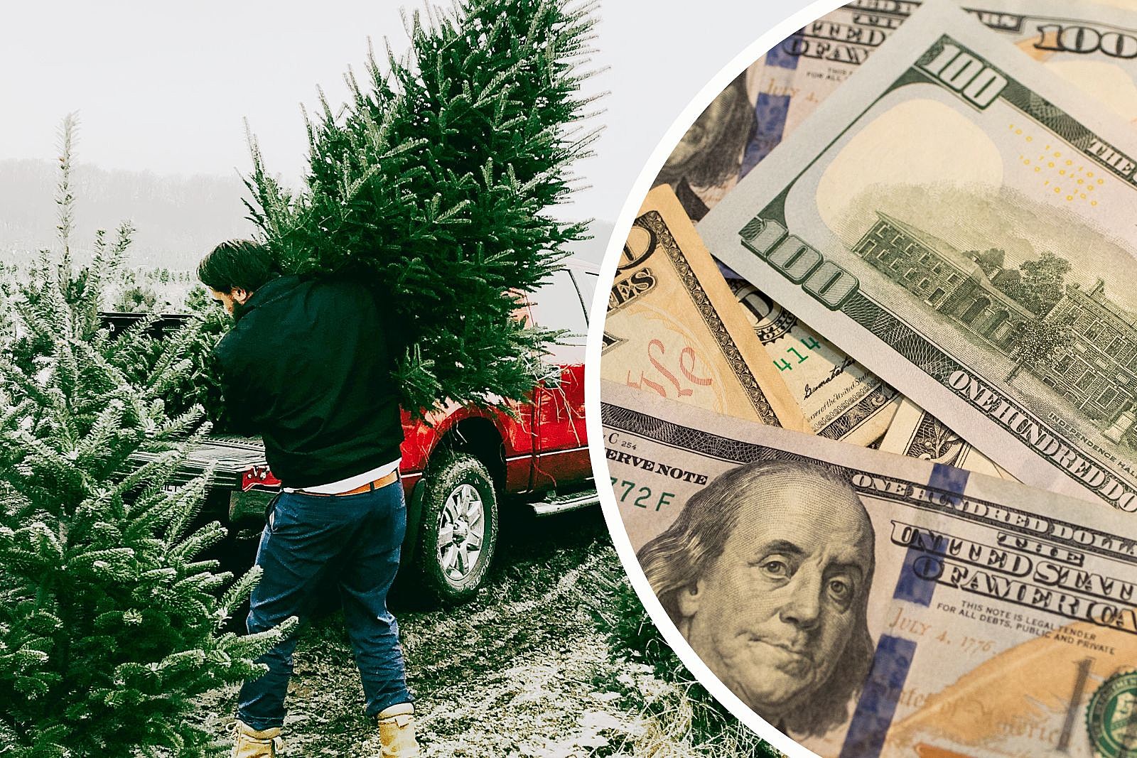 Christmas Tree Prices Will Likely Increase for These Reasons DRGNews