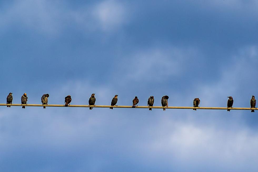 4 Reasons Why Birds Sit on Power Lines