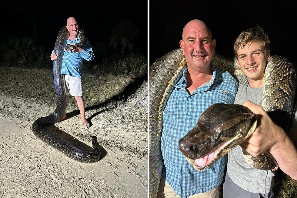 Whoa! 17-Foot, 200-Pound Wild Python Captured by Snake Hunters in Florida (VIDEO)