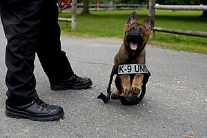 How You Can Adopt Dogs That Flunked Police Training for Being...