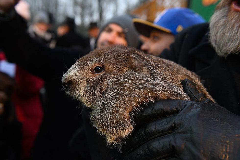 PETA Wants to Replace &#8216;Exploited&#8217; Groundhog Punxsutawney Phil With Giant Coin