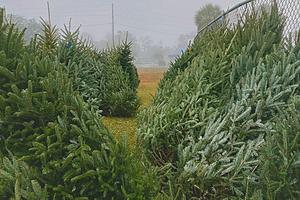 The Unique Things That Happen to Unsold and Used Christmas Trees