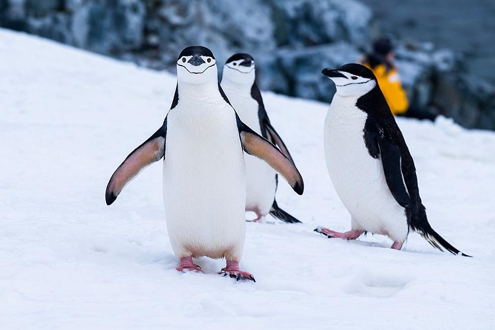 Why Everyone Should Know How to Walk Like a Penguin (VIDEO)