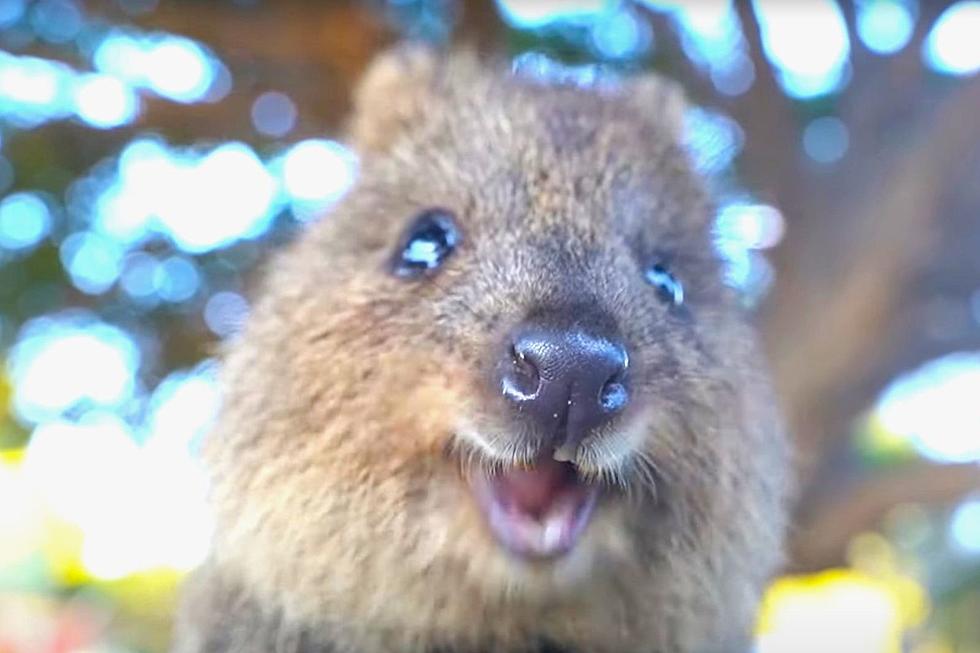 Happiest Animal on Earth Poses for Smiling Selfies 