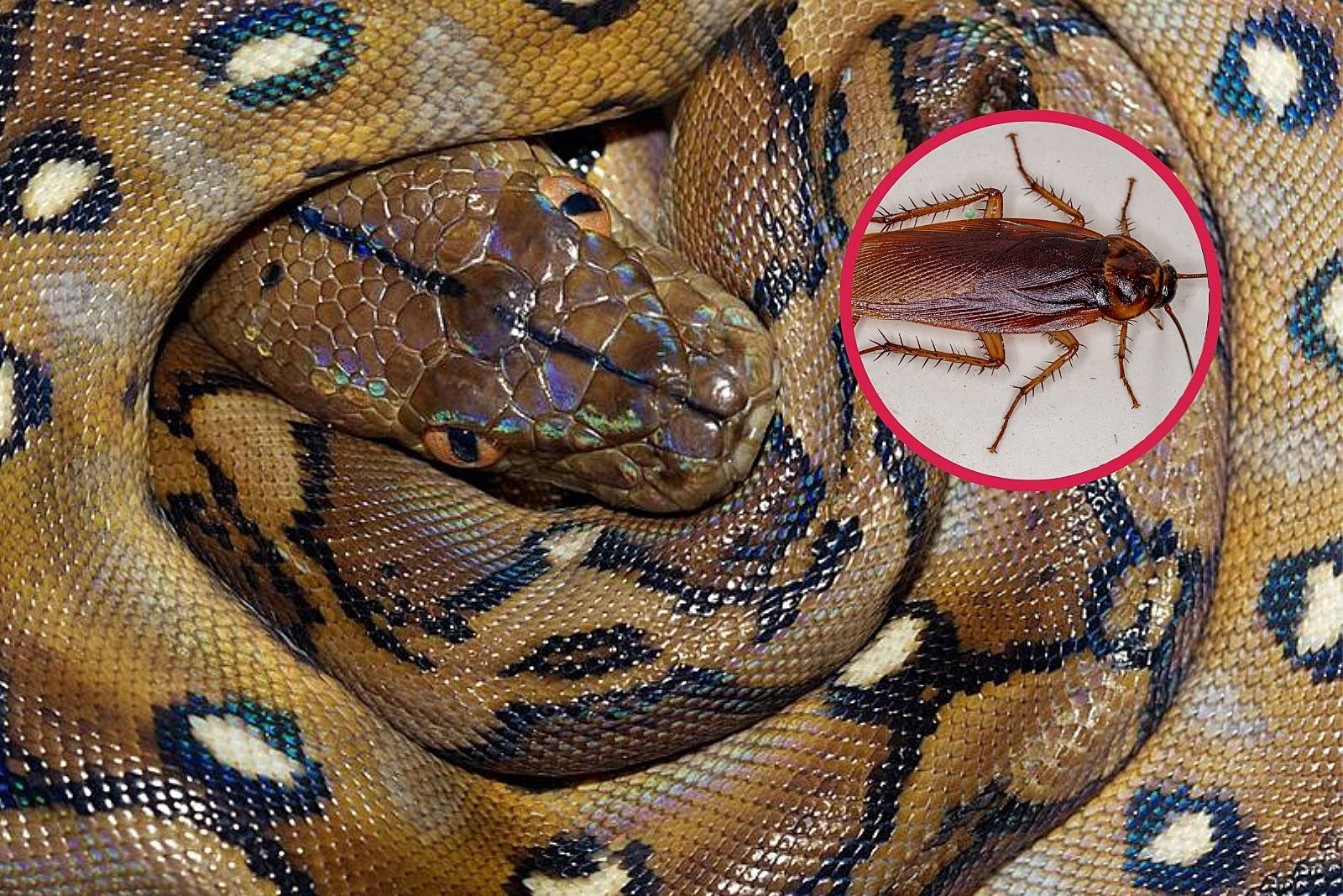 You Can Name a Cockroach After an Ex and Watch a Snake Eat It on
Facebook Live