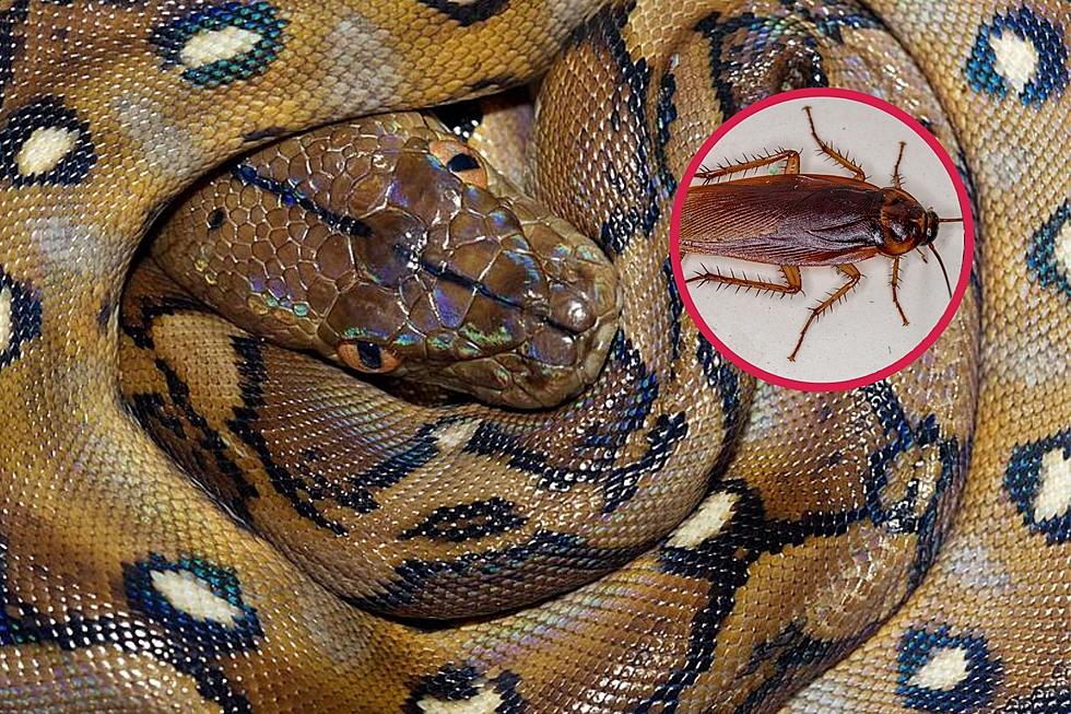You Can Name a Cockroach After an Ex and Watch a Snake Eat It on Facebook Live