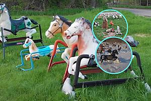 At This Rocking Horse Graveyard These Toys Mysteriously Appear...