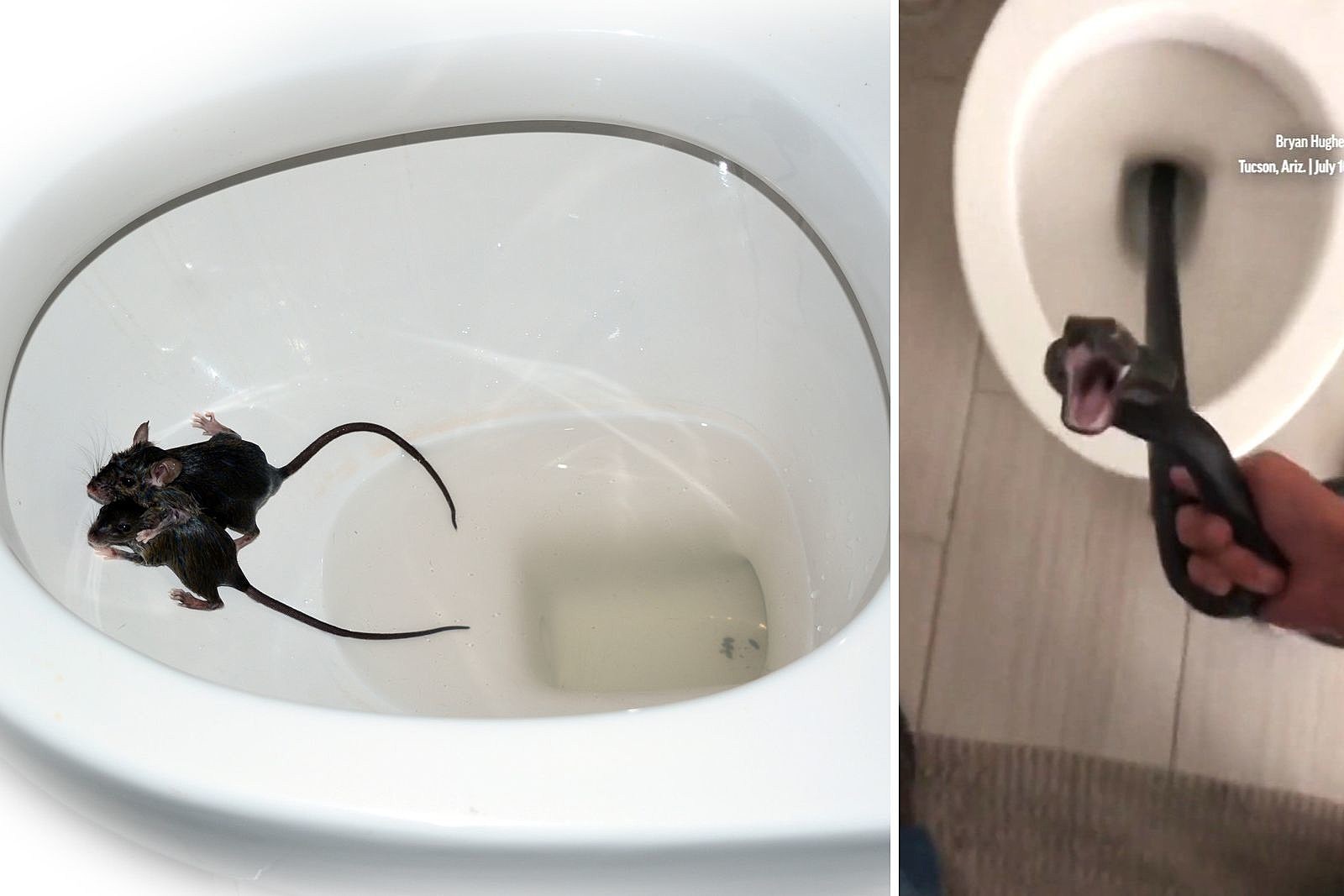 Eek! We Thought This Rats and Snakes in Toilets Thing Was All an Urban
Legend