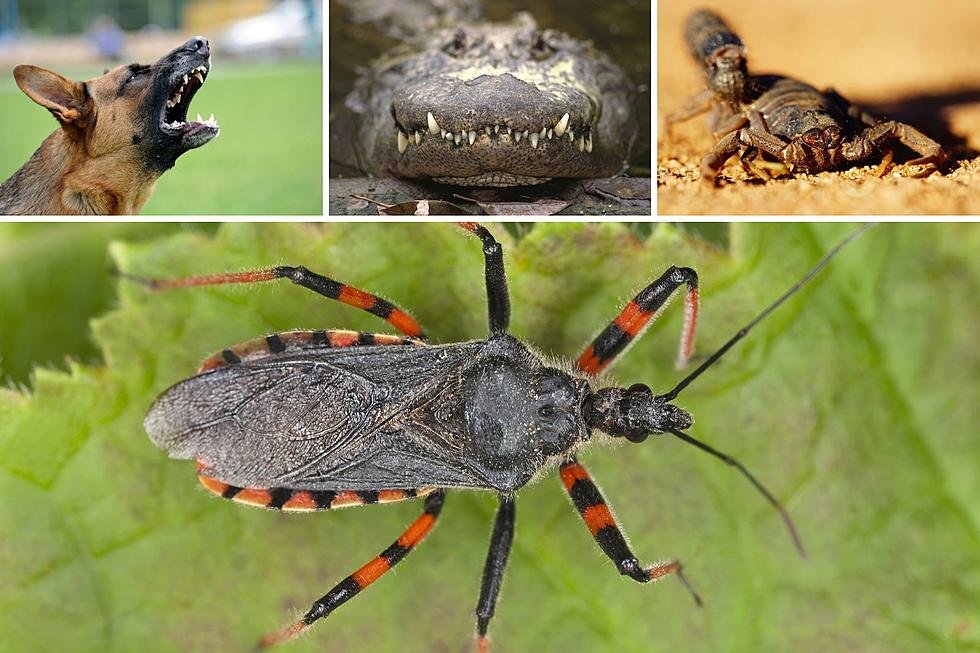 10 Deadliest Animals to Humans