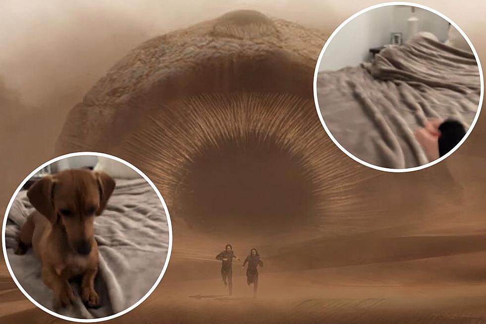 Viral Pet Sandworm Videos Spoof ‘Dune: Part Two’