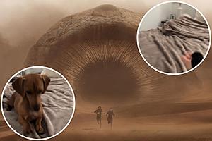 These Viral Pet Sandworm Videos Are the Cutest Memes to Come...