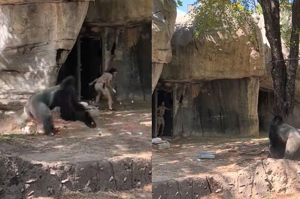 Two Zookeepers Left Inside Gorilla Enclosure, Male Gorilla Charges: WATCH