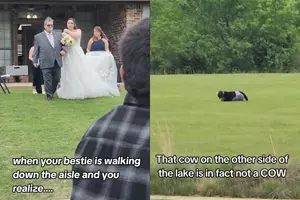 Bride’s Best Friend Realizes Cow Near Wedding Venue Is Actually...