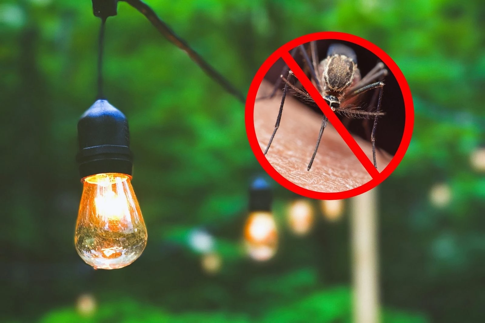 Three Wonderful Smells You'll Love That Mosquitoes Hate