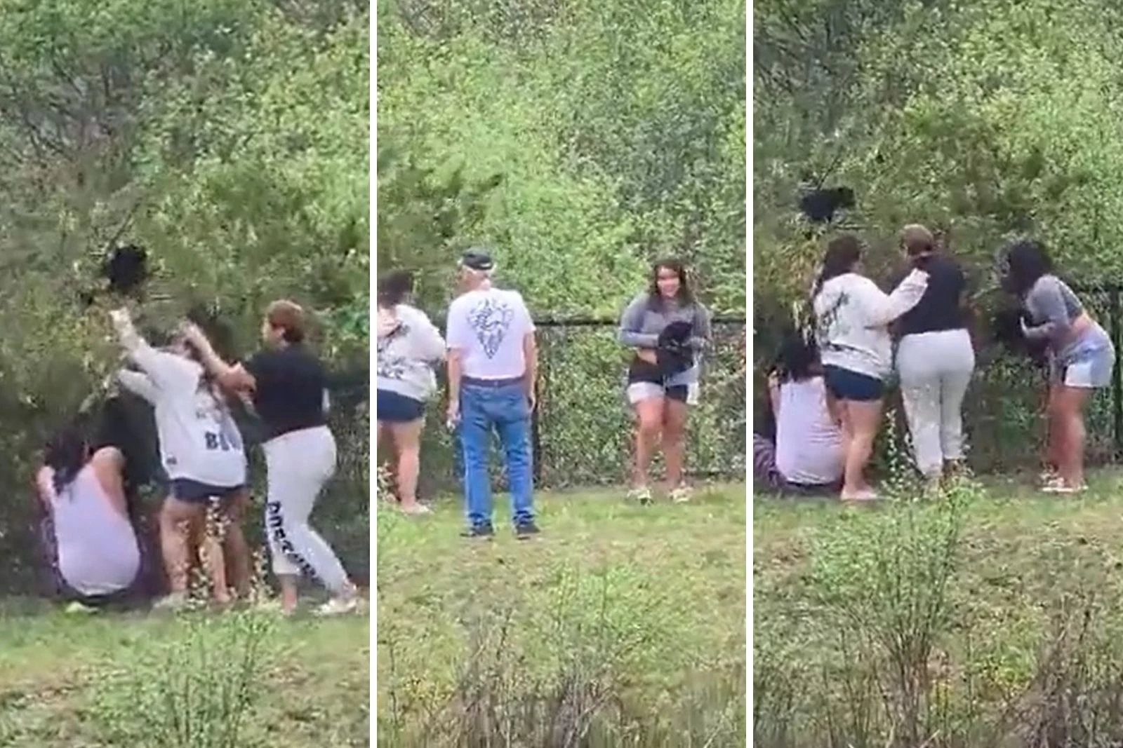 WTF! People Caught on Video Grabbing Baby Bears Out of a Tree